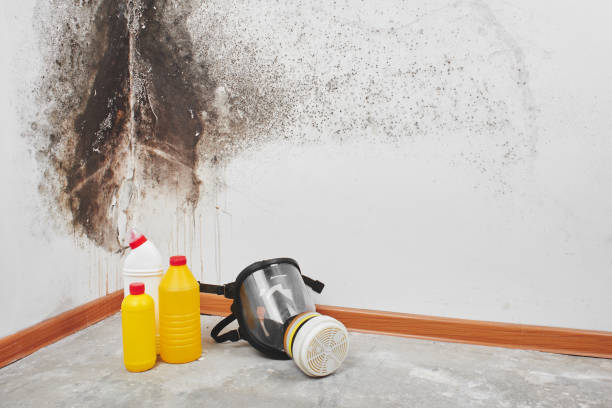 Best HVAC Mold Remediation in Kermit, TX