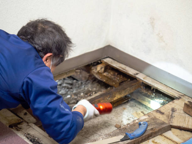 Best DIY Mold Remediation Support Services in Kermit, TX