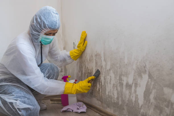 Best Black Mold Remediation in Kermit, TX