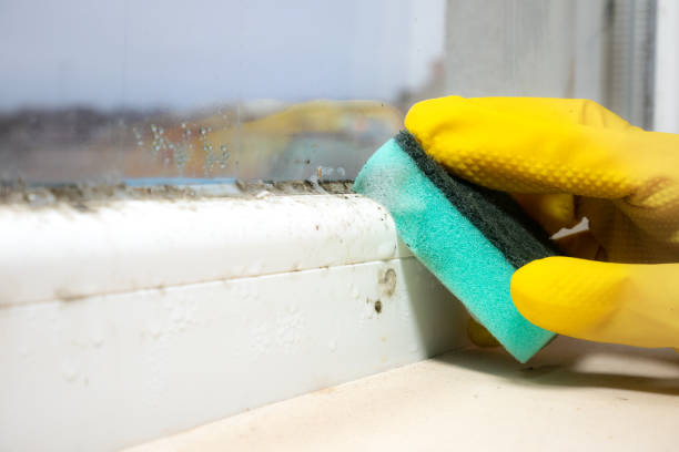 Best Emergency Mold Remediation in Kermit, TX