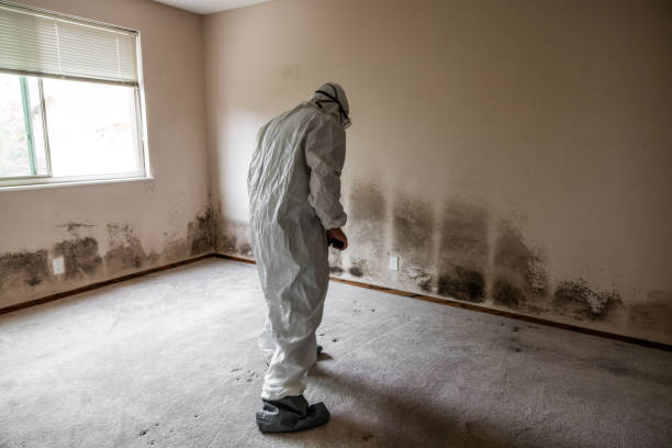 Best Mold Testing and Inspection Services in Kermit, TX
