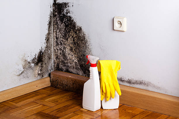 Best Mold Remediation for Schools in Kermit, TX