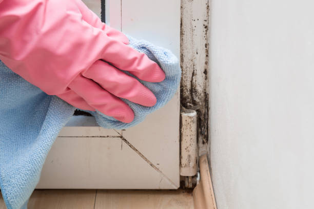 Best Localized Mold Remediation (e.g., coastal areas, humid climates) in Kermit, TX