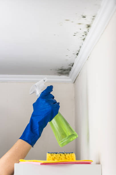 Best Post-Flood Mold Remediation in Kermit, TX
